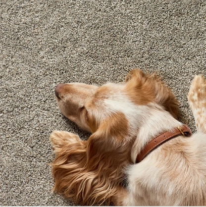 PetPerfect-Carpet-Img02@2x Dog resting on carpet | Flooring By Design