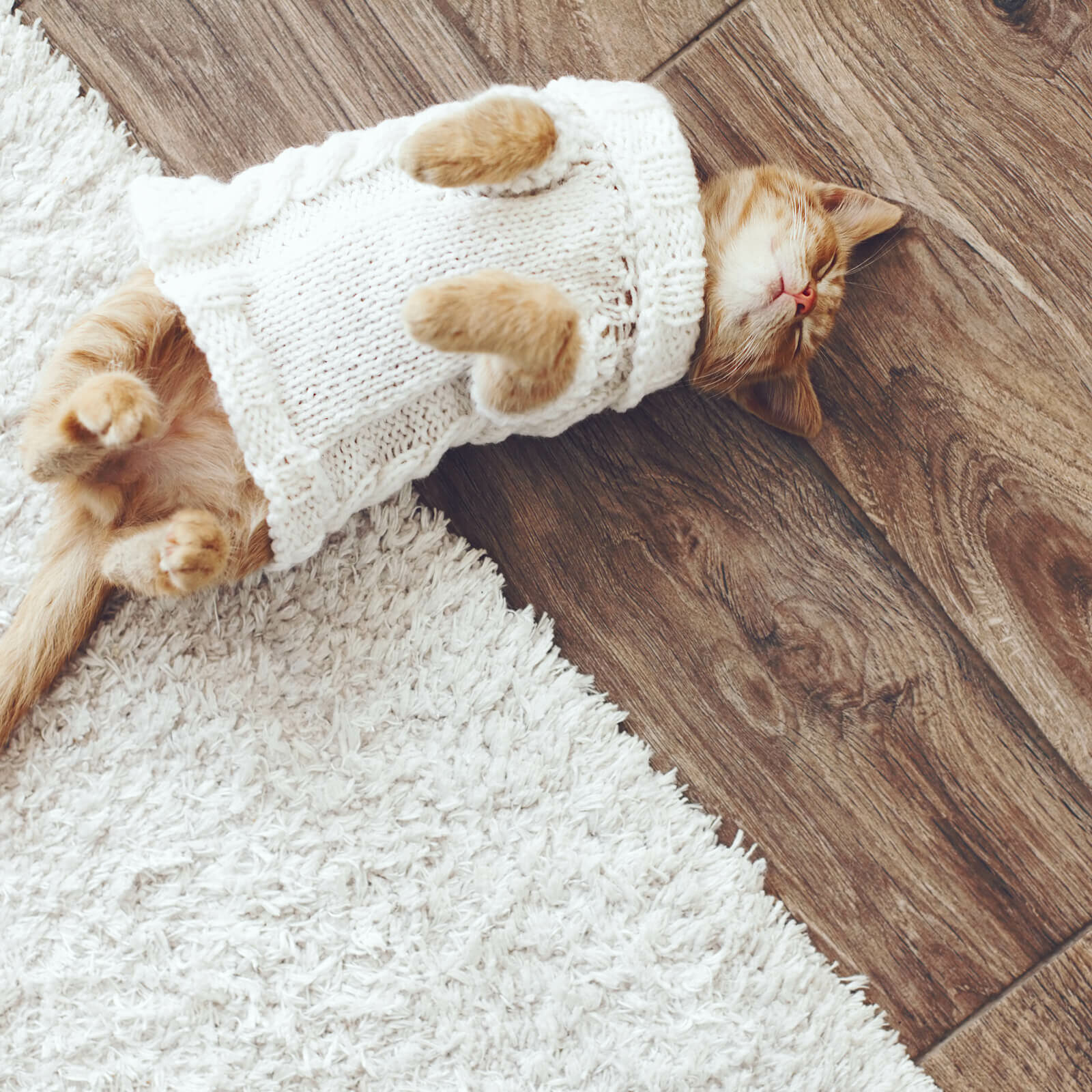 Pet friendly floor | Flooring By Design